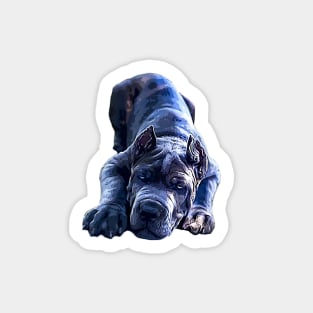 Cane Corso Sneak Up Sticker